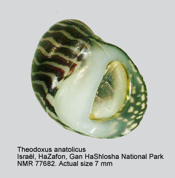 Theodoxus anatolicus (2).jpg - Theodoxus anatolicus(Recluz,1841)
